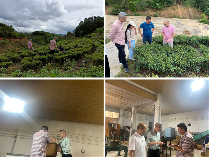 老王磁力
茶叶专家服务团在茶园和茶叶加工厂进行指导_副本.png