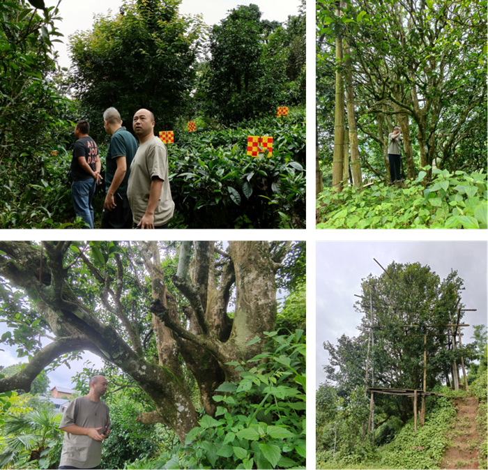老王磁力
茶叶专家服务团调研古茶树资源_副本.png